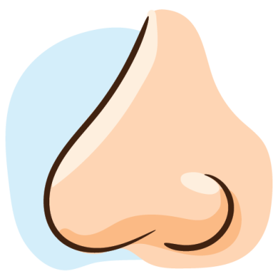 Basic English Vocabulary Human Body Pictionary nose